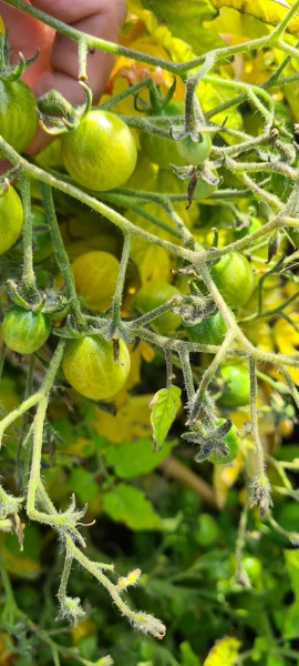 The Hanging Gardens